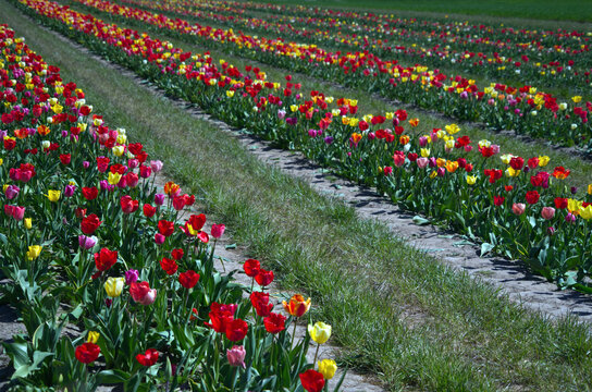 Beautiful coloured tulips in the Netherlands