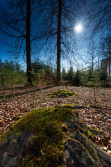 Moss on Stone, sunny forrest