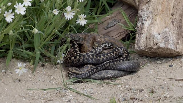 Adder Snakes Coiled Up Basking