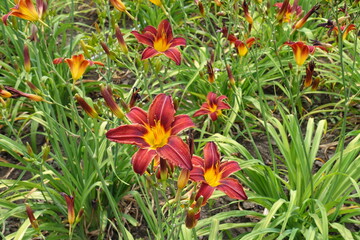 Vibrant red and yellow flowers of daylilies in June
