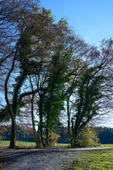 Deutscher Wald im Spätherbst im Sonnenschein