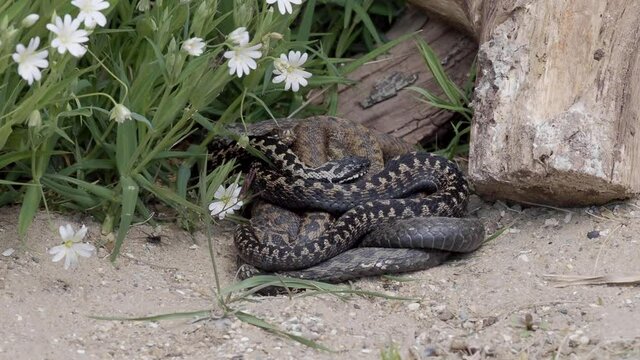 Adder Snakes Coiled Up Basking