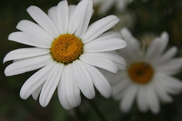 daisy flower