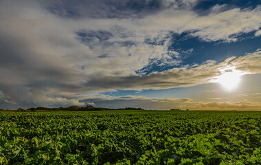 Danish cornfield. Heavy cumulus clouds drift in from the west, with storms and rain.