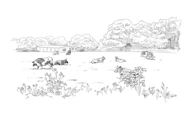 Cows are grazing in a meadow. Rural landscape. Farm sketch hand drawn vector illustration.