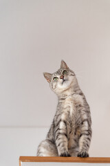 可愛い猫　サバトラ猫