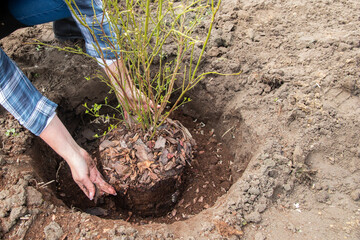 Farmer planting young blueberry bush in the garden. Woman planting tree in the ground. Spring work...