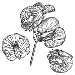Sweet peas flower hand-drawn in ink black outlines. Original vector illustration. Line art. Beauty in nature. Garden pea. Farm market product. Element for design. 