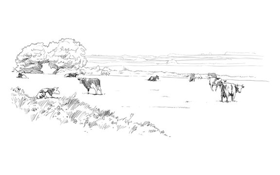 Cows are grazing in a meadow. Rural landscape. Farm sketch hand drawn vector illustration.