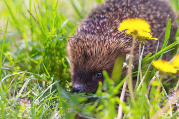 adult hedgehog close-up on a meadow among green grass and yellow dandelions