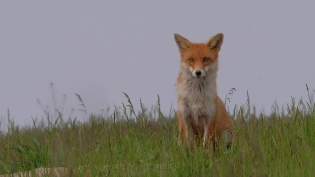 Portrait of a Red fox in the spring meadow