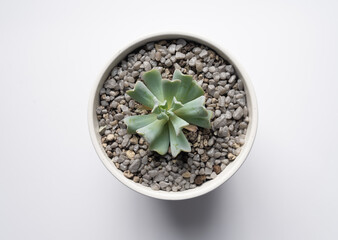 Succulents in white pots on the windowsill. Flowers at home