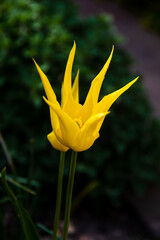 Yellow goblet tulip