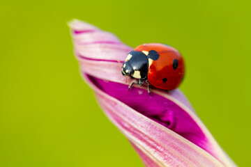 seven-spot ladybird on leaf in nature