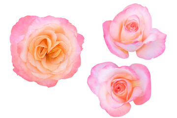 Blurred for Background.Beautiful Pink rose isolated on the white background. Photo with clipping path.