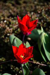 Small red tulips