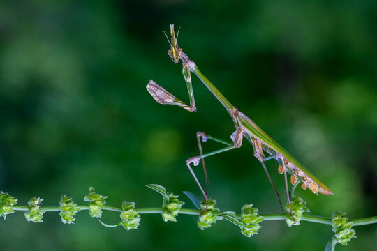 Conehead mantis (Empusa pennata) Female
