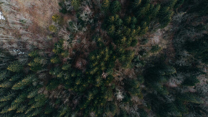 bird's eye view of mountain forest