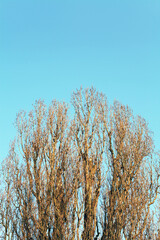 Ein Baum mit blauem Himmel