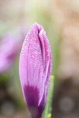 Crocus. Macro photo of a spring flower. Pink flower, crocus on a blurred background.