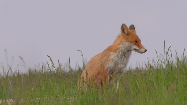 Portrait of a Red fox in the spring meadow