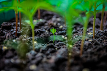 green plant on grass background