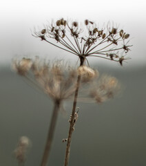 Fleurs de carottes sauvages sur le plateau des Glières, Haute-Savoie, France