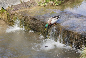 Enten am Schlierseestrand