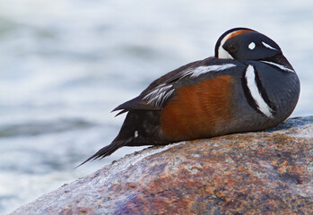 Harlequin Duck, Histrionicus histrionicus