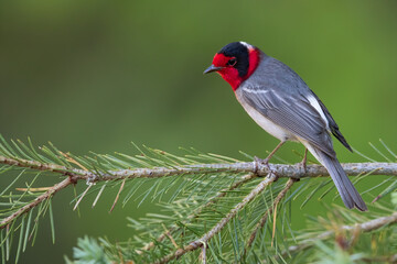 Red-faced Warbler, Cardellina rubrifrons