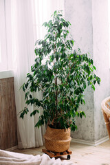 Ficus benjamin in a pot 