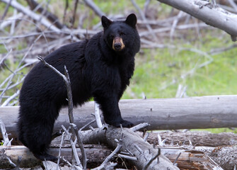 Obraz na płótnie Canvas American Black Bear, Ursus americanus