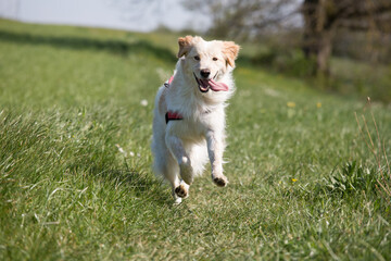 Mixed breed female running in the meadow