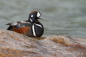Harlequin Duck, Histrionicus histrionicus