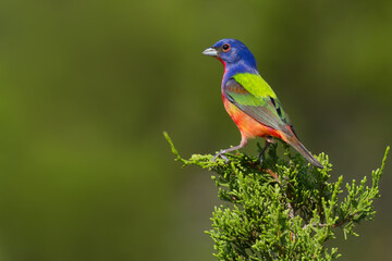 Painted Bunting, Passerina ciris