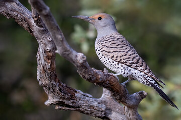 Northern Flicker, Colaptes auratus
