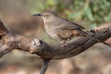 Curve-billed Thrasher, Toxostoma curvirostre