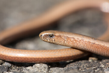 Close-up of a young slow worm