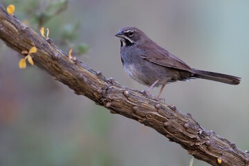 Five-striped Sparrow, Amphispiza quinquestriata