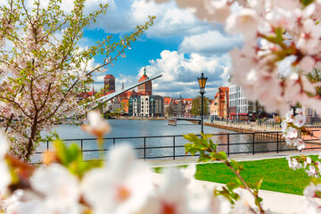 Spring scenery of the old town in Gdańsk around blooming trees. Poland © Patryk Kosmider
