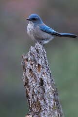 Western Scrub-Jay, Aphelocoma californica