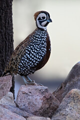 Montezuma Quail, Cyrtonyx montezumae