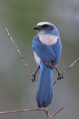 Florida Scrub-Jay, Aphelocoma coerulescens