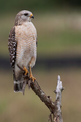 Red-shouldered Hawk, Buteo lineatus