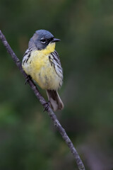 Fototapeta premium Kirtland's Warbler, Setophaga kirtlandii