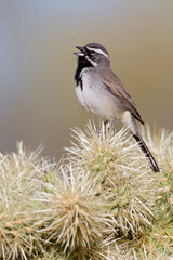 Black-throated Sparrow, Amphispiza bilineata