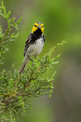 Golden-cheeked Warbler, Setophaga chrysoparia