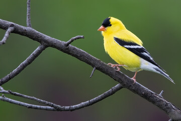 Fototapeta premium American Goldfinch, Spinus tristis