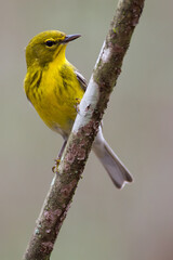 Pine Warbler, Setophaga pinus