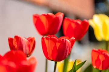 Close up of red tulips next to a red bricked house - Powered by Adobe